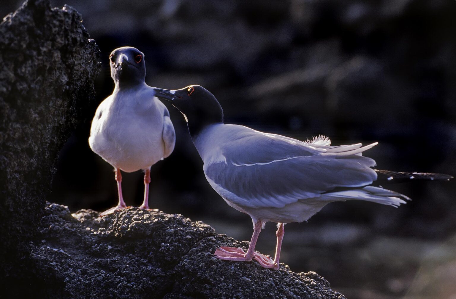 SWALLOW-TAILED GULL (Creagrus furcatus), the world's only nocturnal gull - TOWER ISLAND, GALAPAGOS ISLANDS, ECUADOR