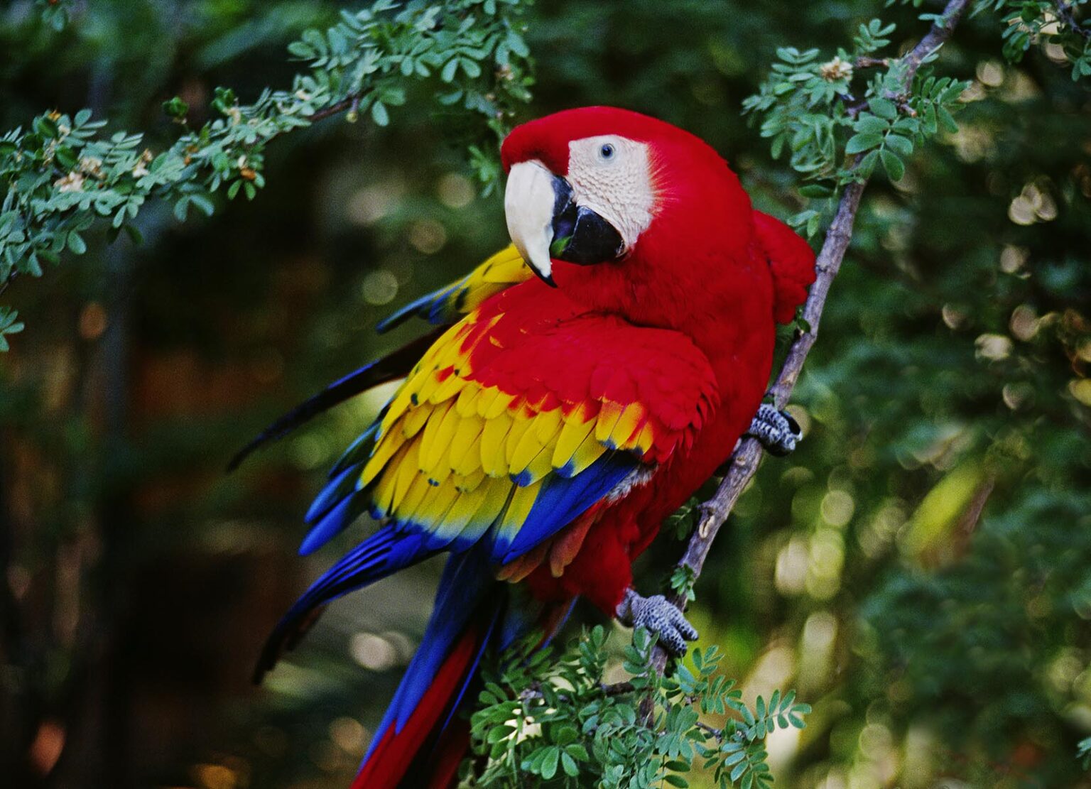 SCARLET MACAW (Ara macao), the beauty of the RAINFOREST - GUATEMALA