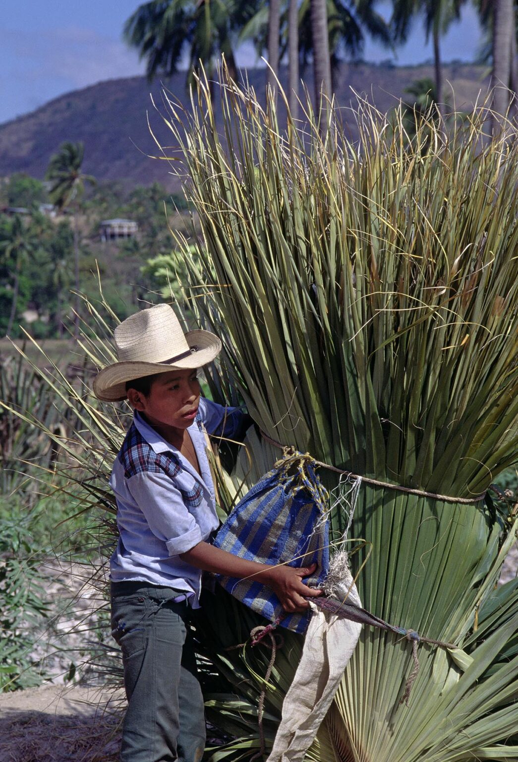VILLAGER carrying PALM LEAVES on the ROAD to COPAN - GUATEMALA
