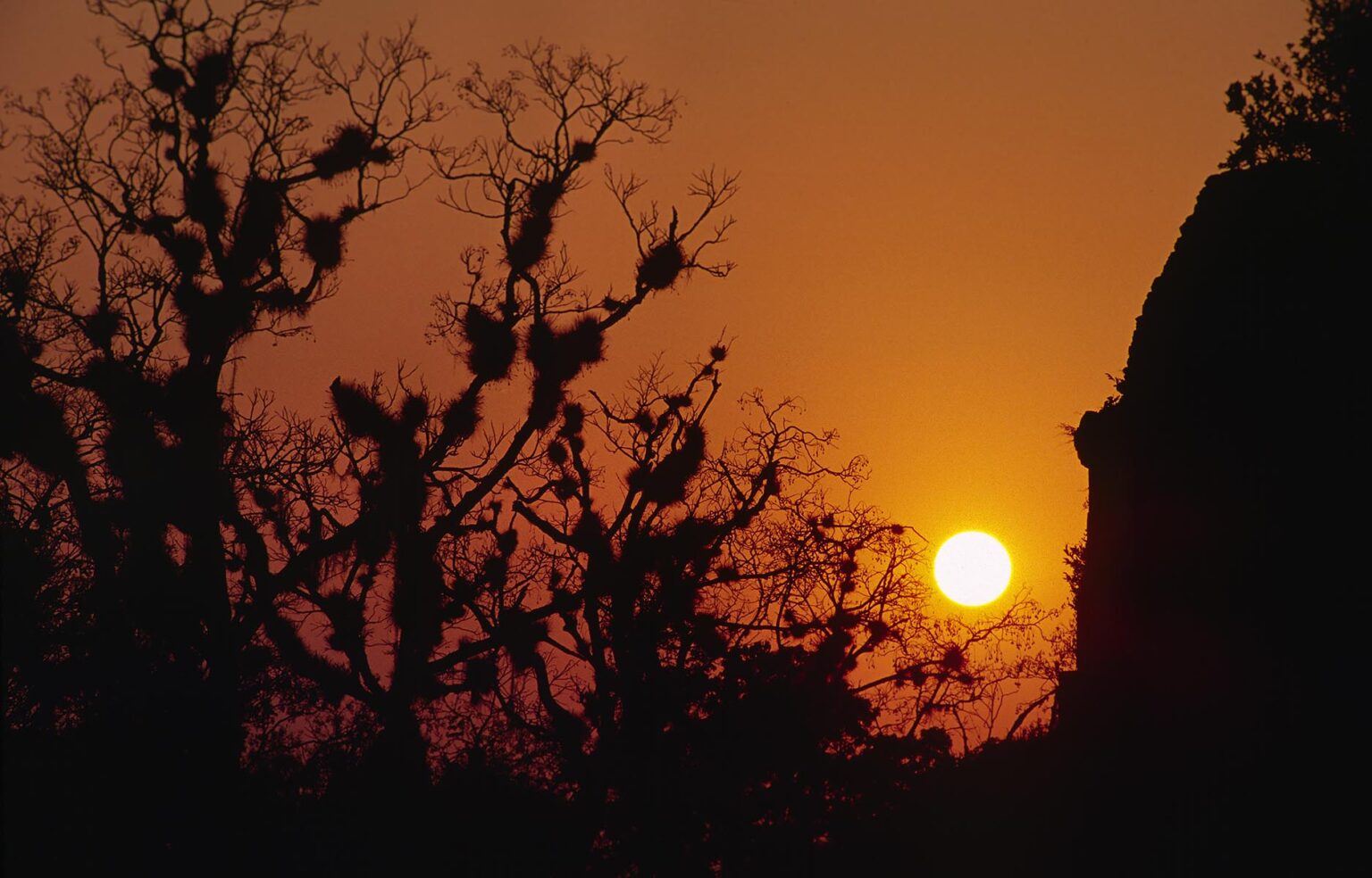 JUNGLE trees supporting BROMELIAD communities silhouetted by the ORANGE SUNSET - TIKAL RUINS, GUATEMALA