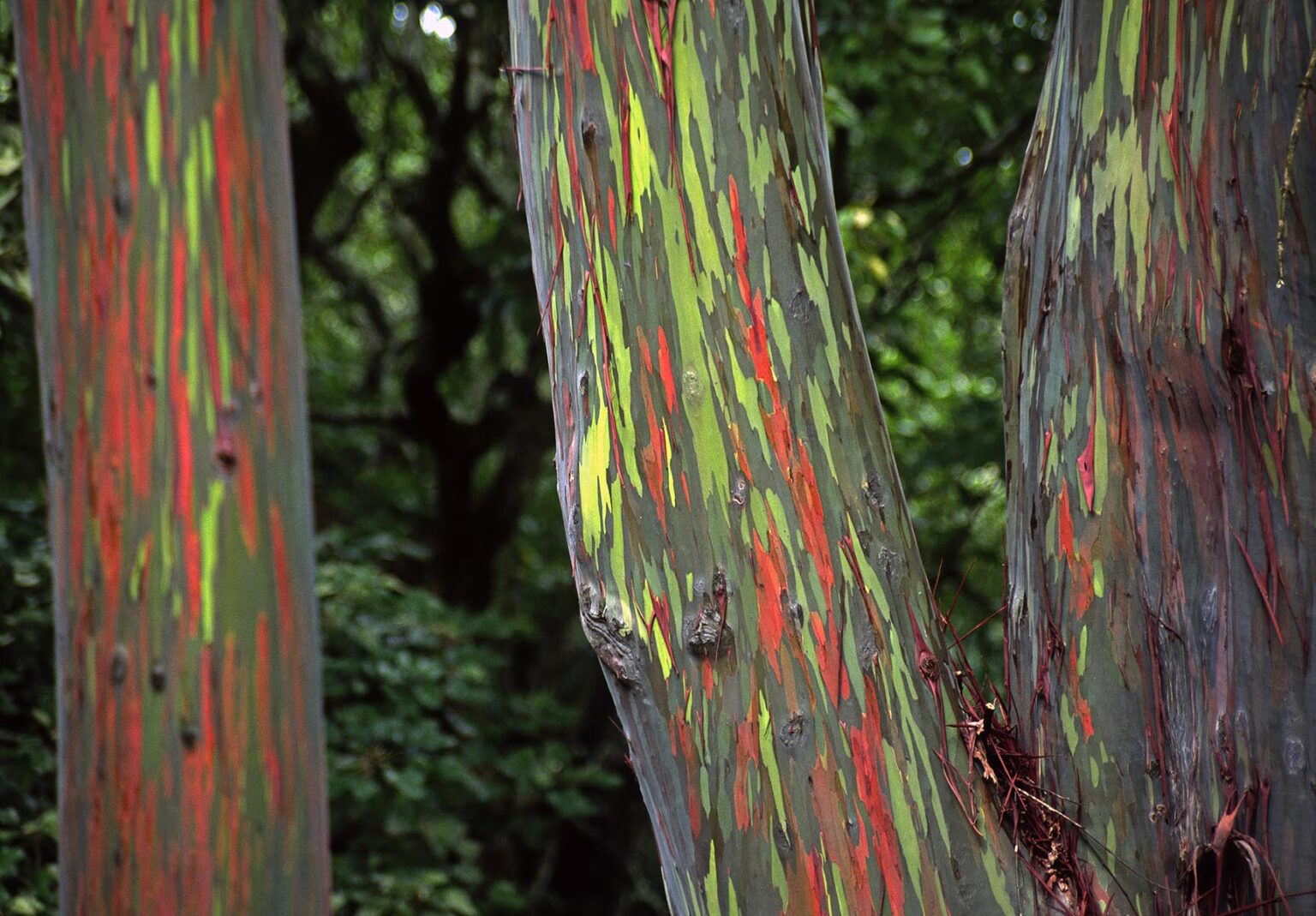 The green & red bark of the PAINTED EUCALYPTUS TREES (Eucalyptus deglupta) is one of natures incredible visual delights - MAUI, HAWAII