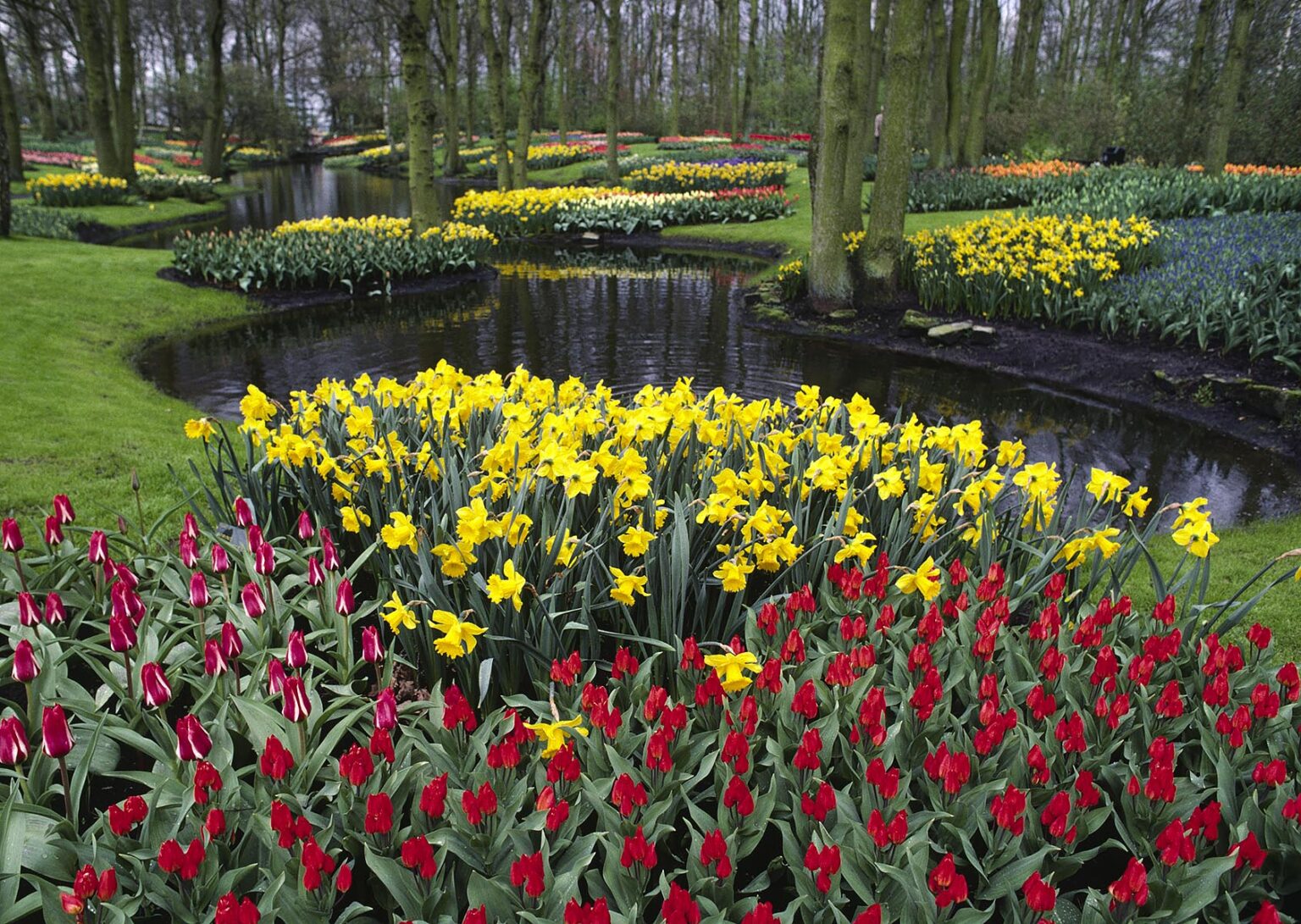 The KUKENHOFF GARDENS grow every kind of TULIP imaginable & other bulbs, plants & trees as well - THE NETHERLANDS