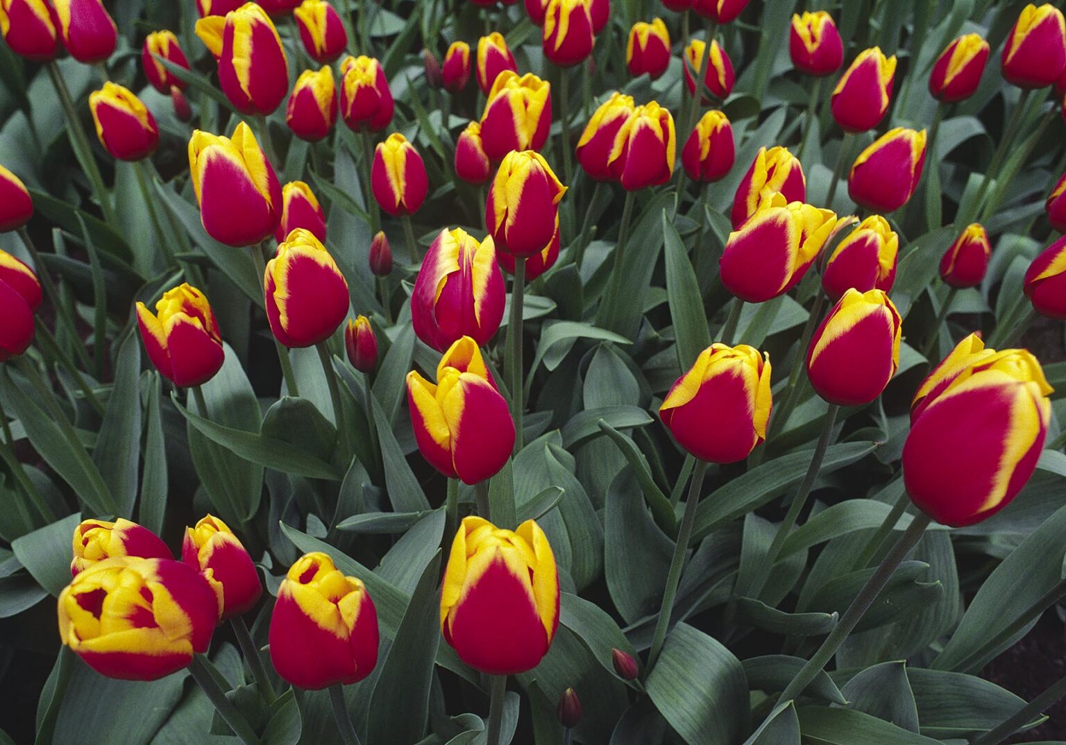 A spray of RED and YELLOW TULIPS at the KUKENHOFF GARDENS - THE NETHERLANDS