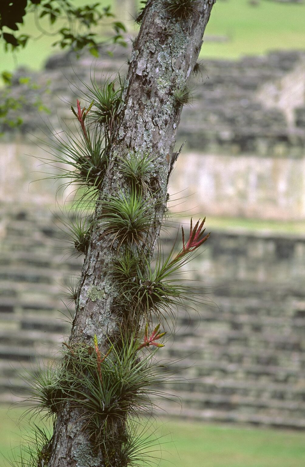 BROMELIADS growing on tree above MAYAN BALL COURT, dated to 775 AD - COPAN RUINS, HONDURAS
