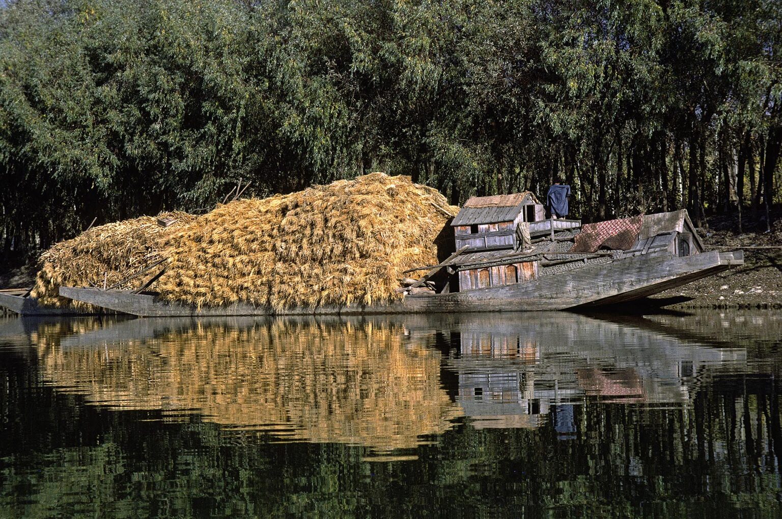 Wooden BARGE carries a load of CORN up the JHELUM RIVER - KASHMIR, INDIA