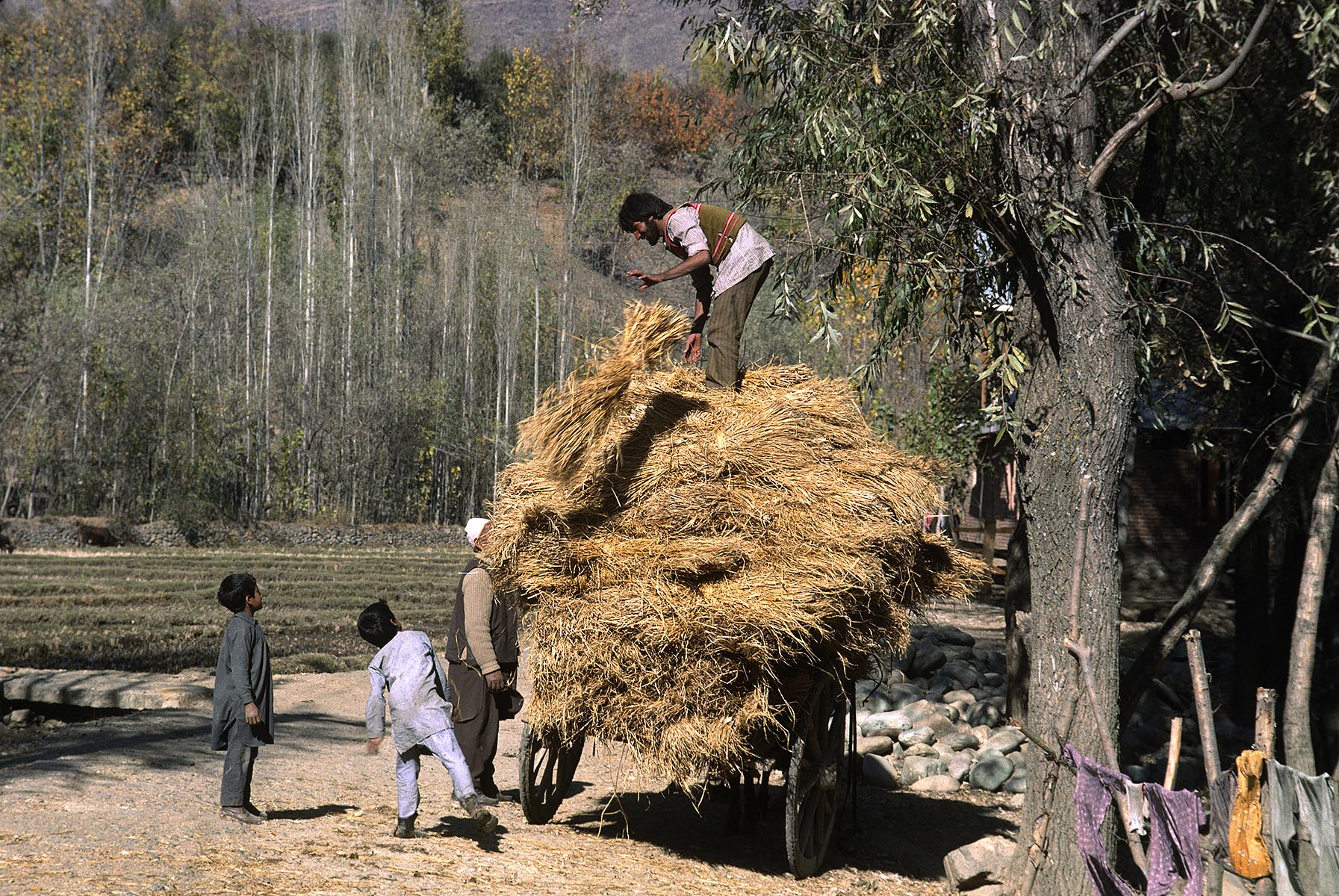 KASHMIRI MAN stands ona pile of HARVESTED WHEAT on top of a traditional WOODEN CART - KASHMIR, INDIA