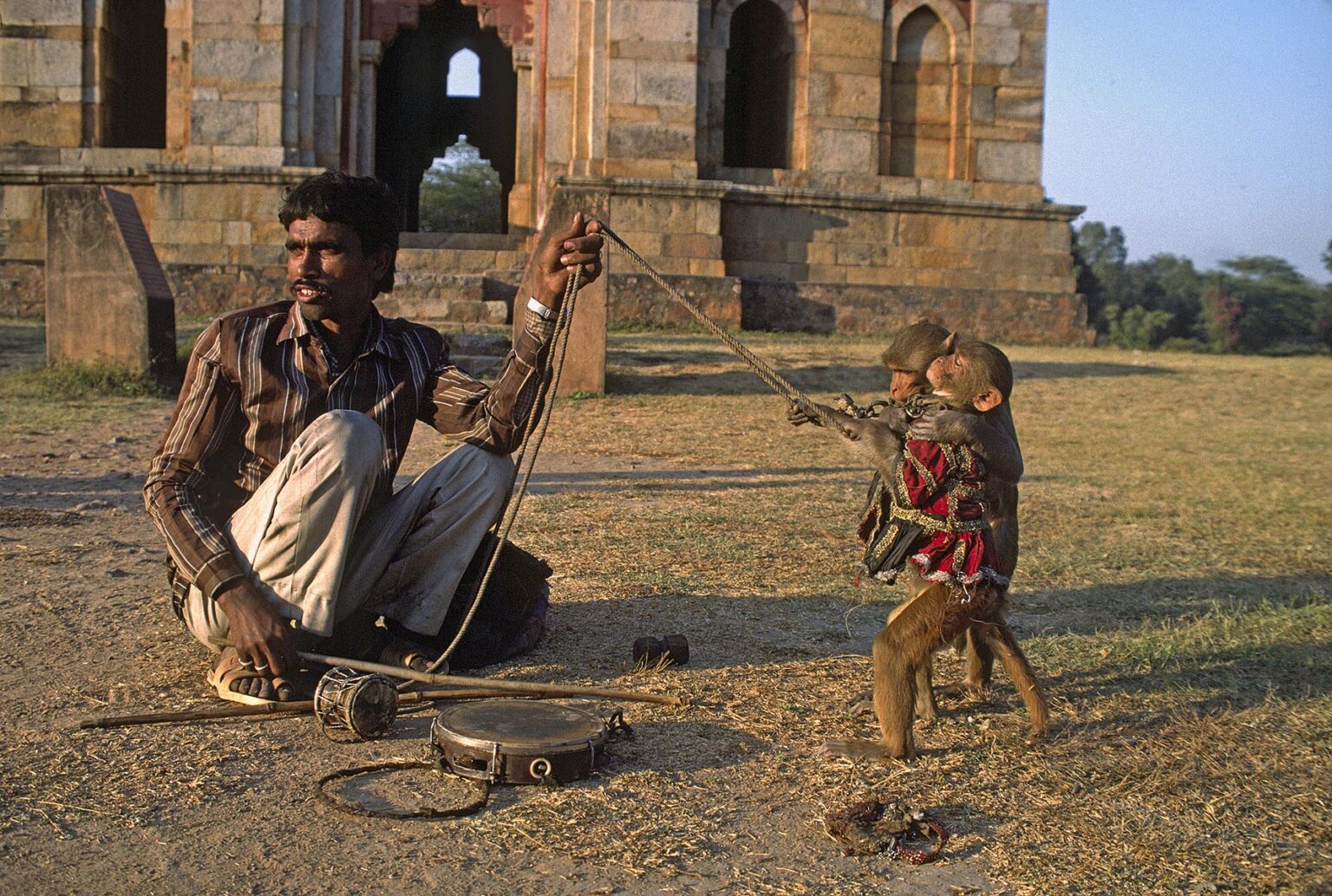 MAN and his PERFORMING MONKEYS in the LODI GARDENS - DELHI, INDIA