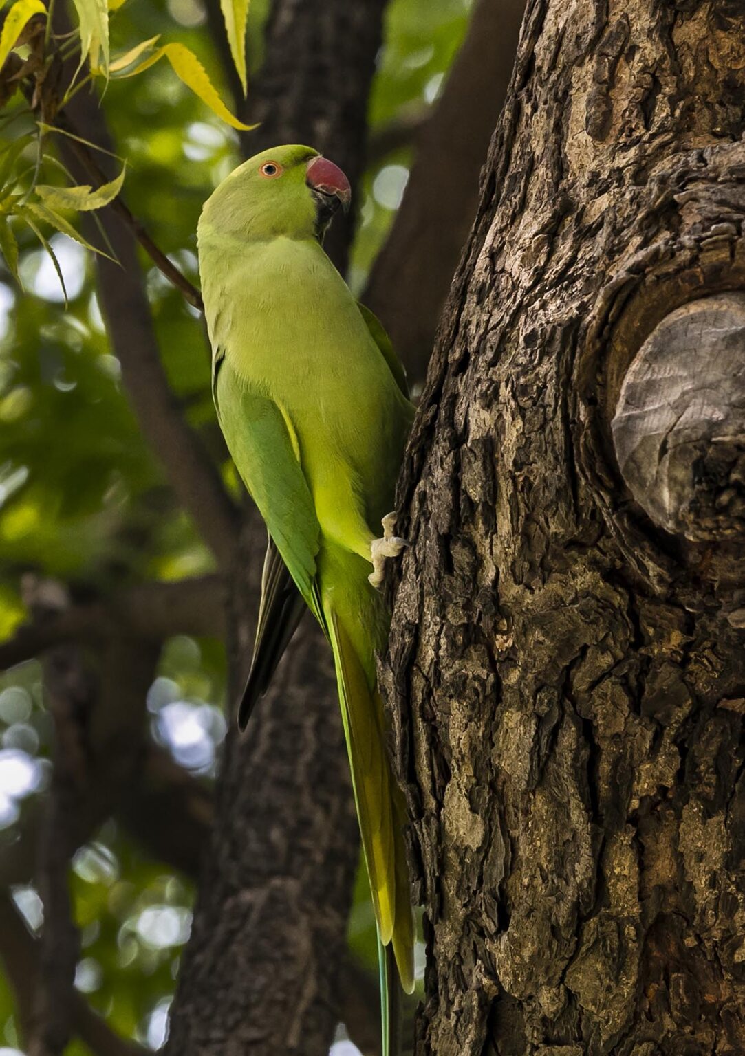 An INDIAN RINGNECK PARROT roosts in a tree at the QUTB COMPLEX - NEW DELHI, INDIA