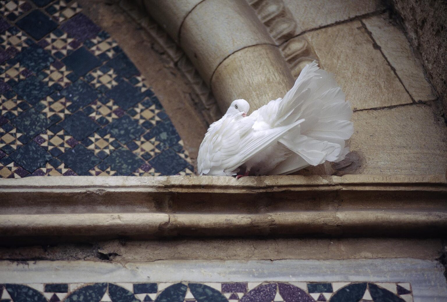 White dove roosting on the Medieval CHURCH OF SANTA MARIA MAGGIORE in the town of TUSCANIA - TUSCANY, ITALY