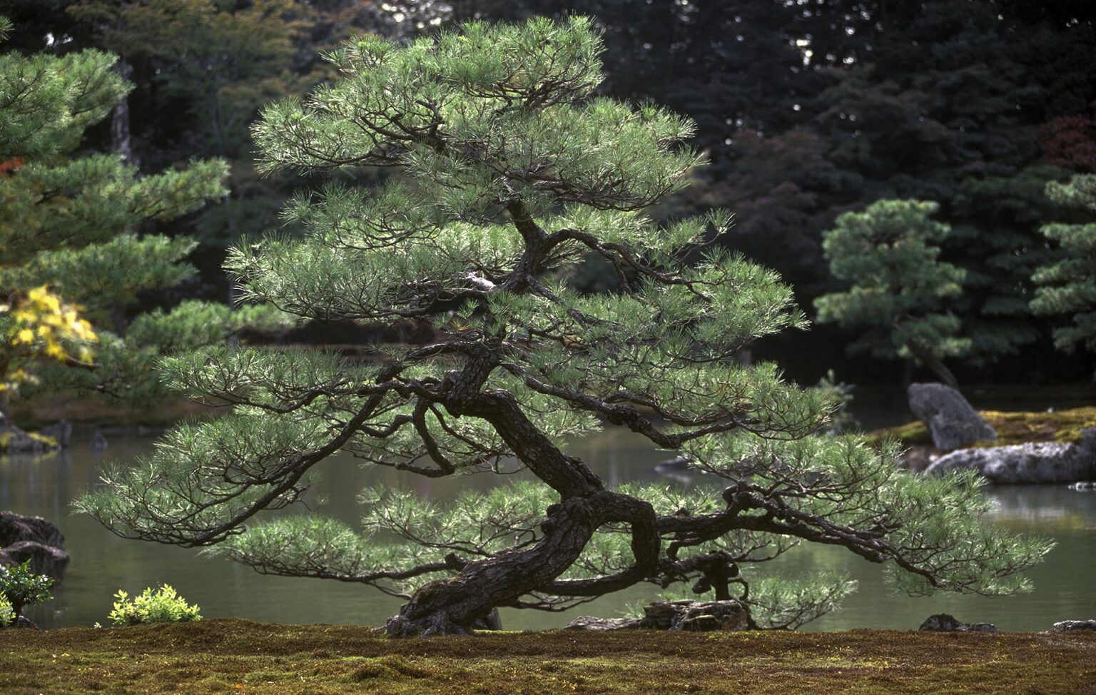 Beautifully formed PINE TREE in the garden of KINKAKUJU, THE GOLDEN PAVILLION - KYOTO, JAPAN