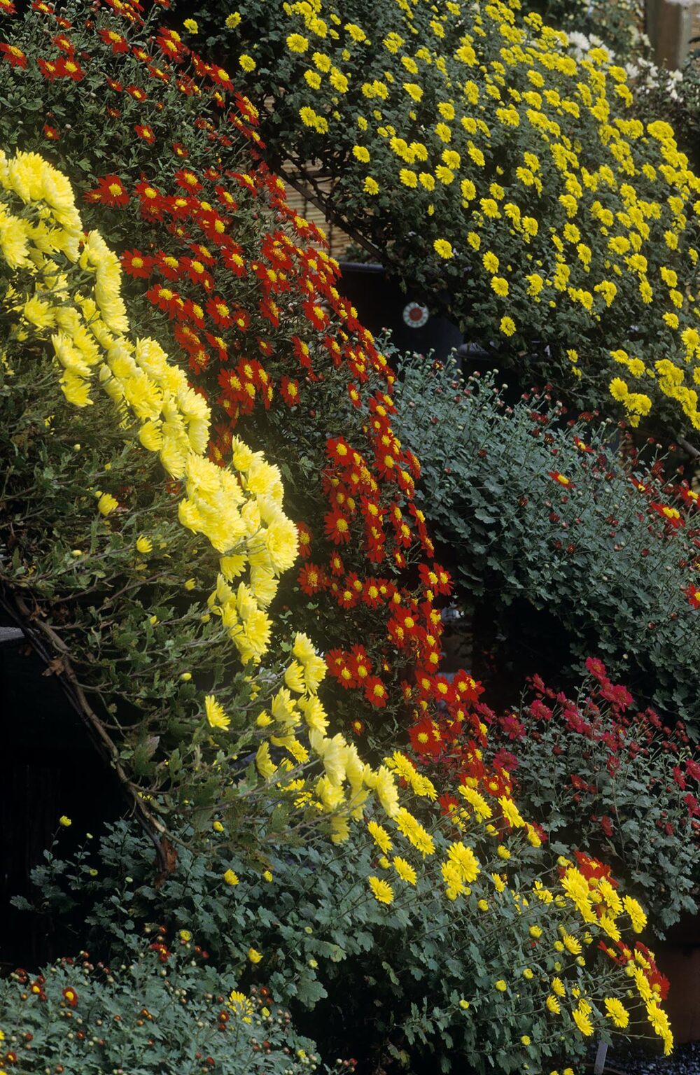 Multicolored BONSAI CHRYSANTHEMUMS on display - JAPAN