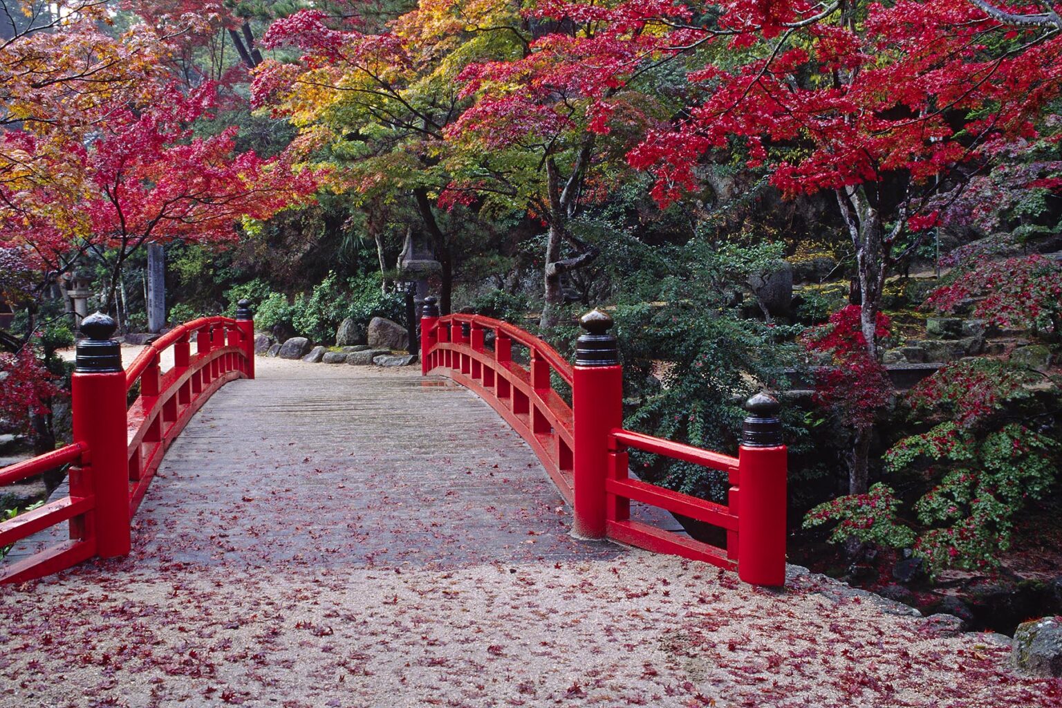 Orange JAPANESE FOOT BRIDGE is surrounded by MAPLE TREES on the island of MIYA JIMA off the coast of HIROSHIMA