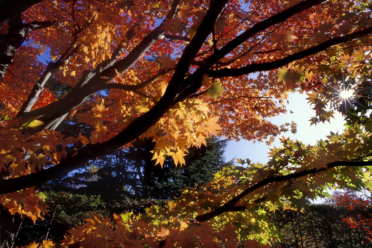 MAPLE LEAVES turn a brilliant red during JAPAN'S fall season - FUJI HAKONE-IZU NATIONAL PARK