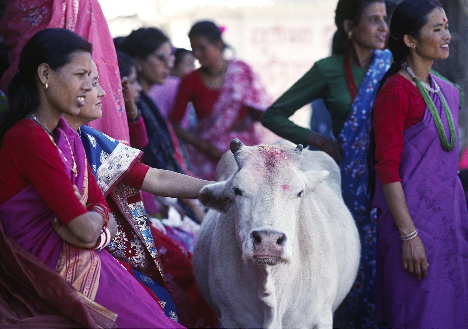 A COW receives TIKA during the HINDU FESTIVAL of TEEJ - KATHAMANDU, NEPAL