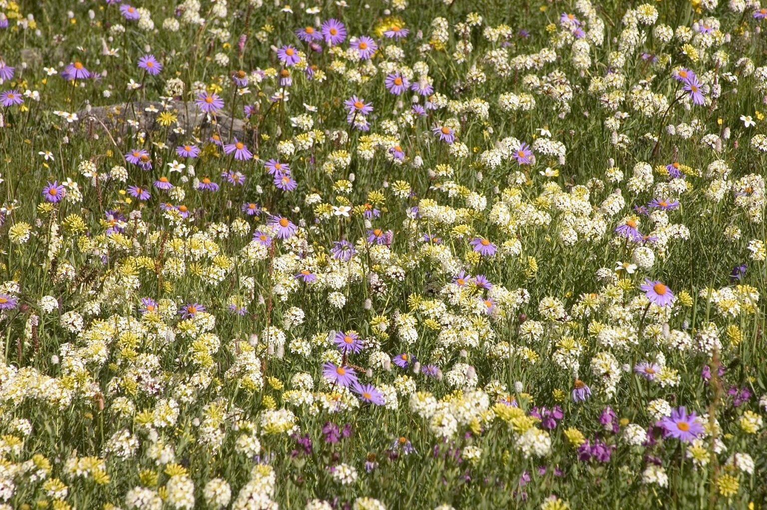 Fields of wildflowers including edelweiss & gentian cover the high altitude pastures - Kham (Eastern Tibet), Sichuan Province, China