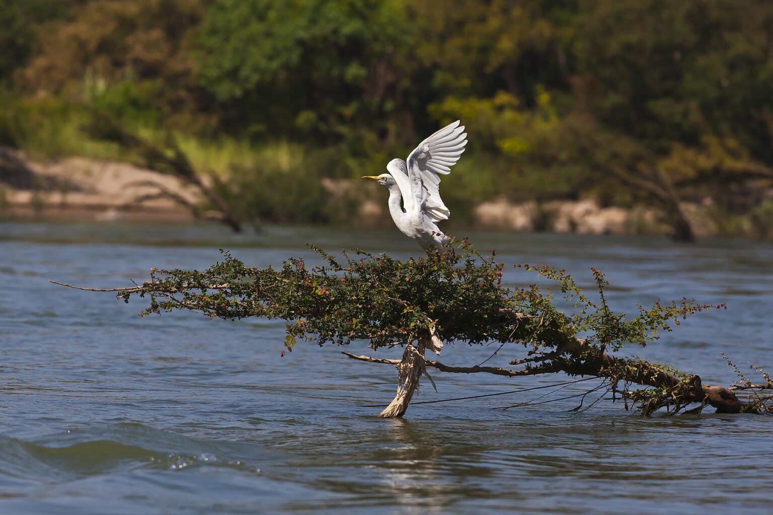 GREAT EGRET on the MEKONG RIVER in the 4 Thousand Islands Area (Si Phan Don) near DONE KHONE ISLAND - SOUTHERN, LAOS