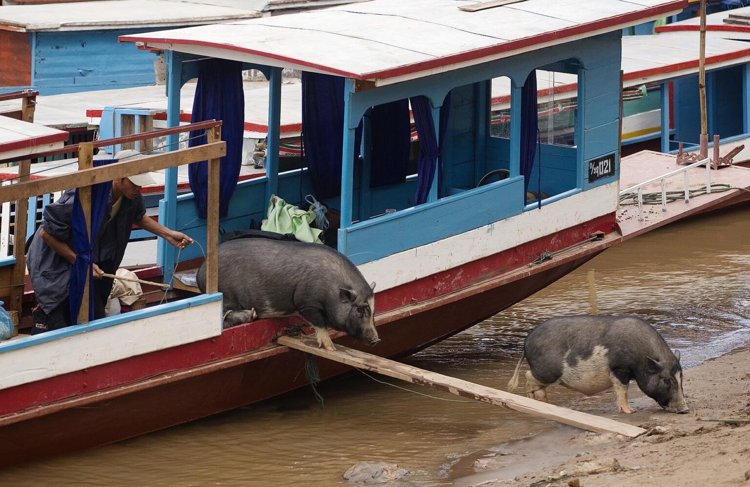 Pigs are unloaded from a river boat which plies the waters of the Mekong River - LUANG PROBANG, LAOS