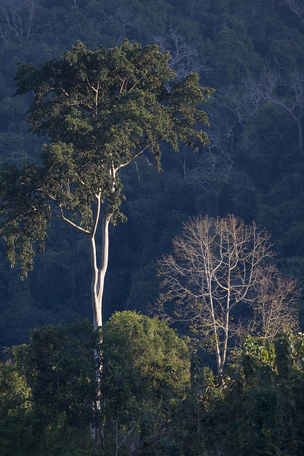 Hardwood trees grow in the jungle along the Mekong River above LUANG PROBANG - LAOS