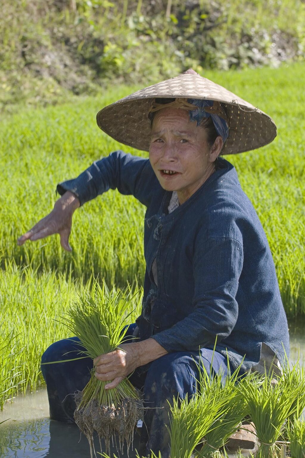 Laotian woman plants rice near the village of Ban Xao near Luang Brobang - LAOS