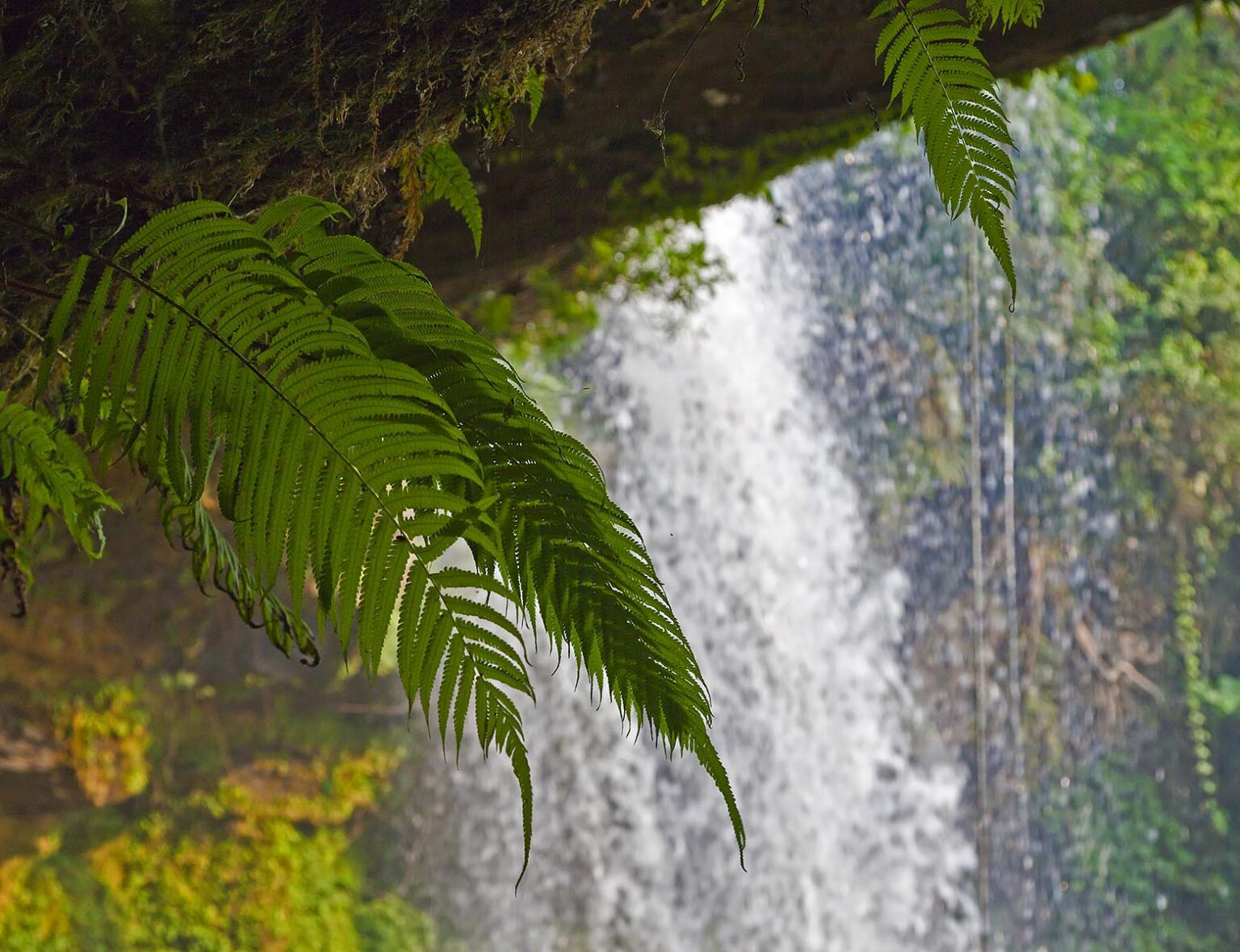 FERNS grow under the CHAMPEE WATERFALL ocated on the BOLAVEN PLATEAU near PAKSE - SOUTHERN, LAOS