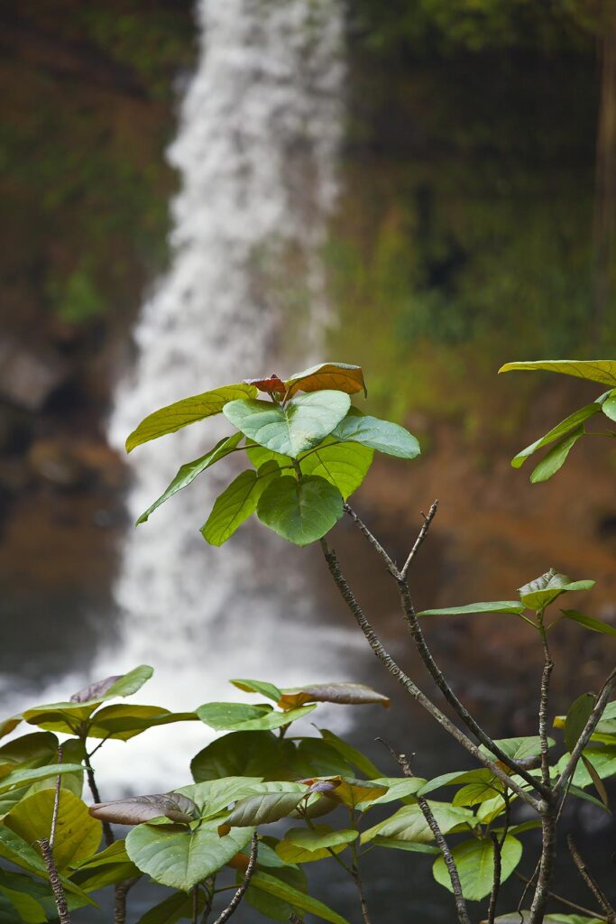 The CHAMPEE WATERFALL is located on the BOLAVEN PLATEAU near PAKSE - SOUTHERN, LAOS