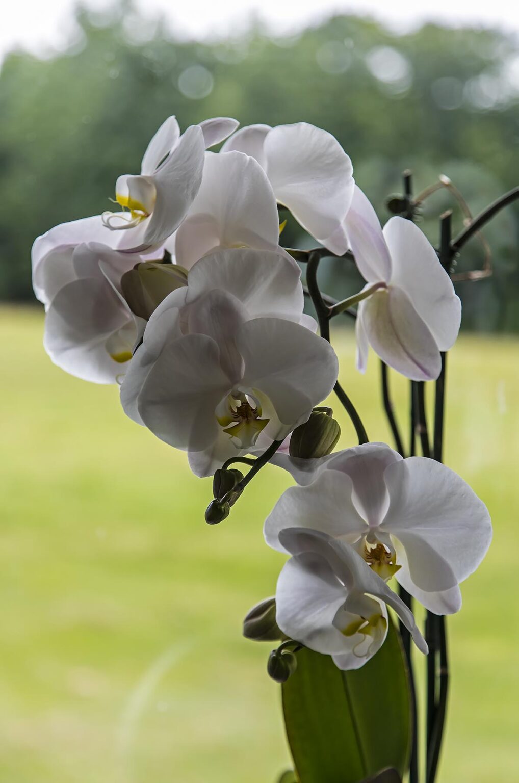 A white PHALAENOPSIS ORCHID in full bloom
