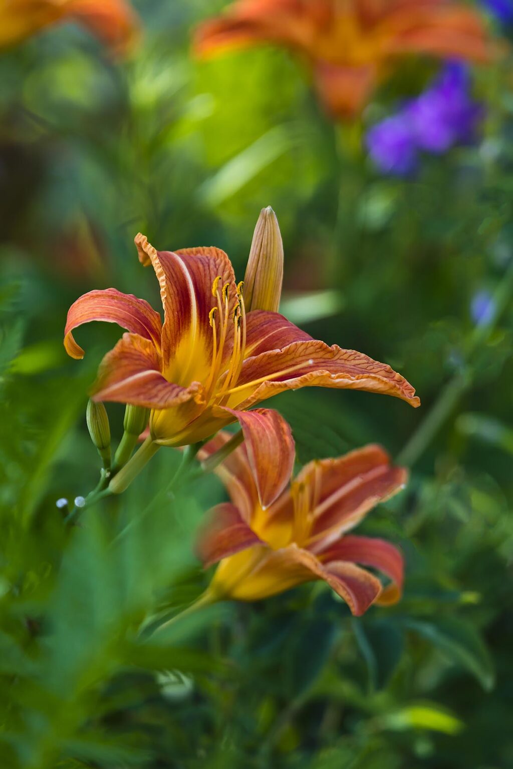 LILIES bloom in STONINGTON a major lobster fishing port and tourist destination - DEER ISLAND, MAINE