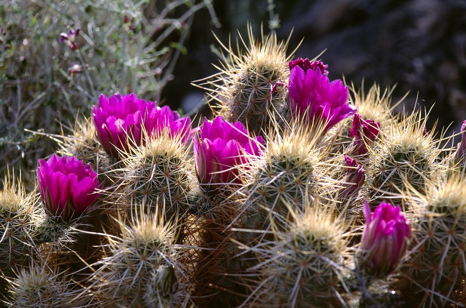 Magenta FLOWERS of FOXTAIL CACTUS (Coryphantha vivipara) - PINACATE NATIONAL PARK, SONORA, MEXICO