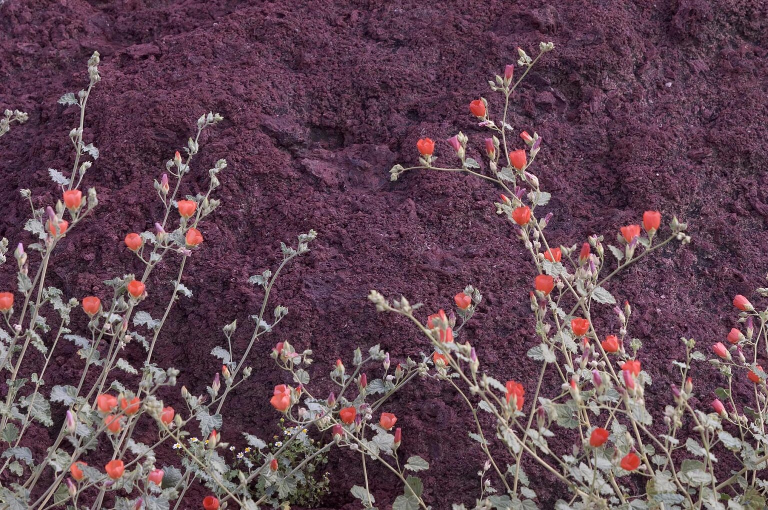 DESERT GLOBE MALLOW (Sphaeralcia ambigua) blooming in the SANORAN DESERT - EL PINACATE NATIONAL PARK, MEXICO