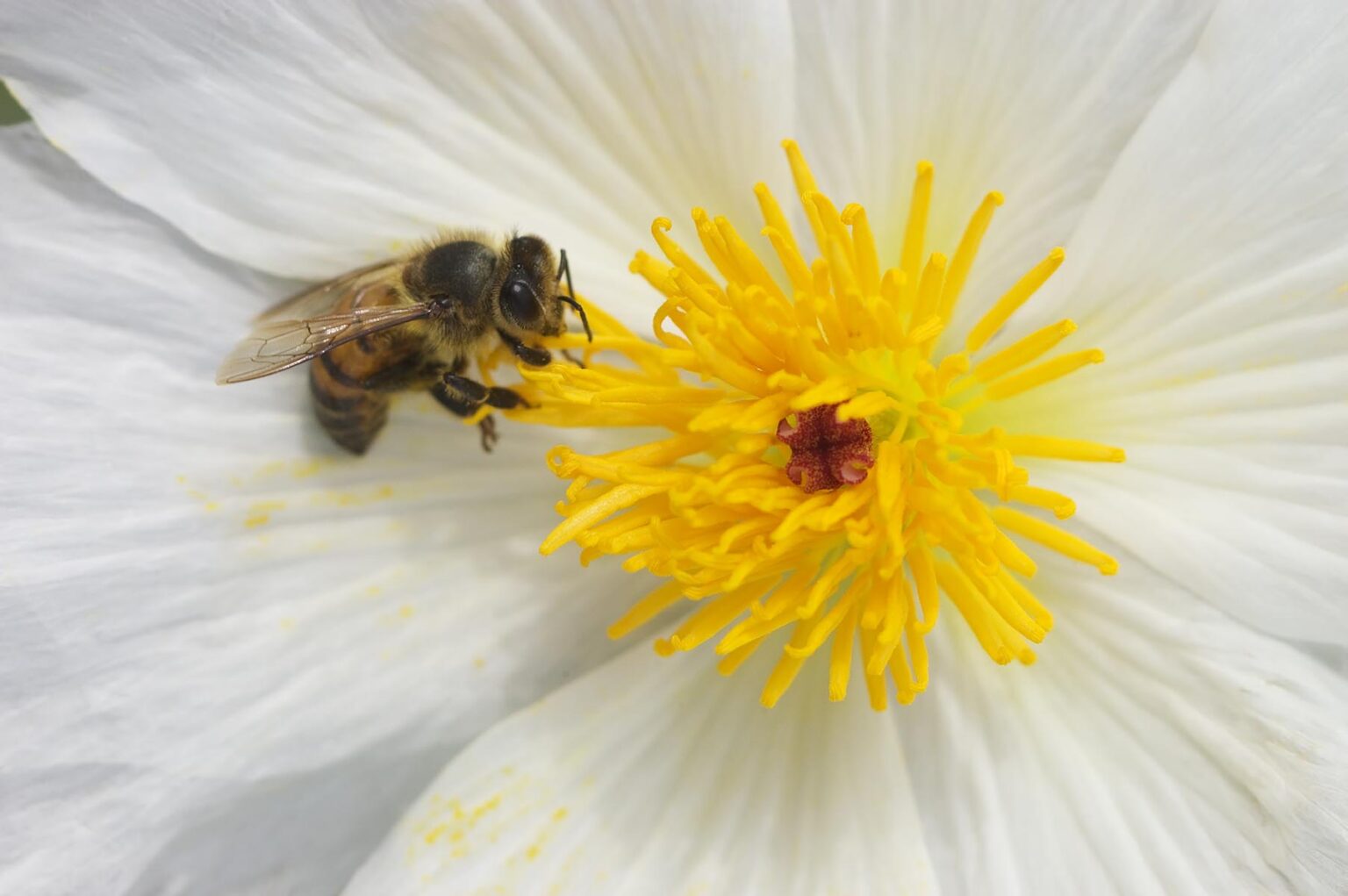 HONEY BEE polinates a PRICKLY POPPY (Argemone munita) bloom in the SANORAN DESERT - PINACATE NATIONAL PARK, MEXICO