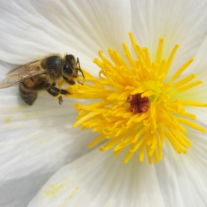 A bee pollinates a white poppy flower in this photo which is part of a gallery of both domestic flowers and wildflowers.