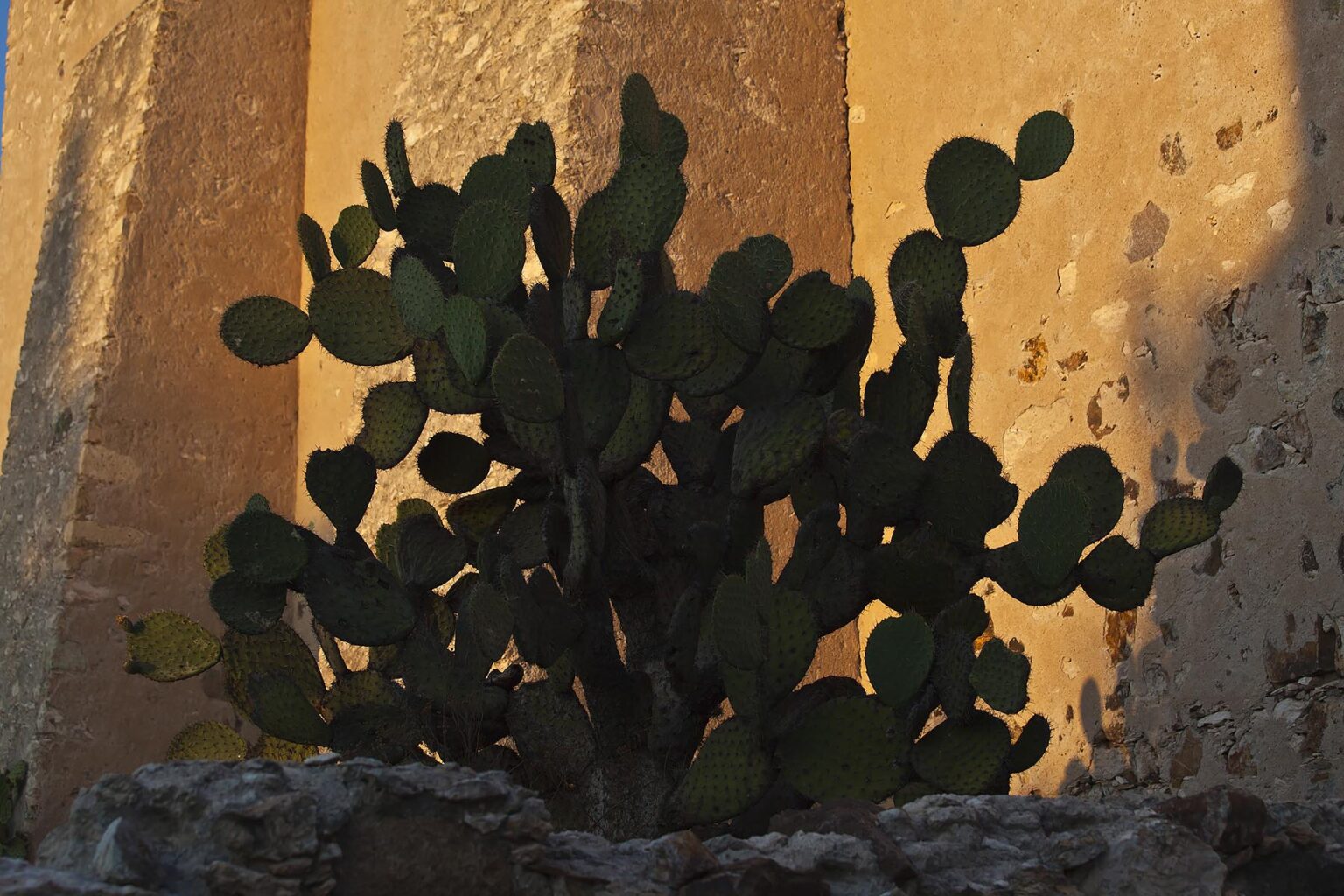 A CACTUS PLANT at the 16TH CENTURY RUINS at the MINA SANTA BRIGIDA MINE - MINERAL DE POZOS,  GUANAJUATO, MEXICO