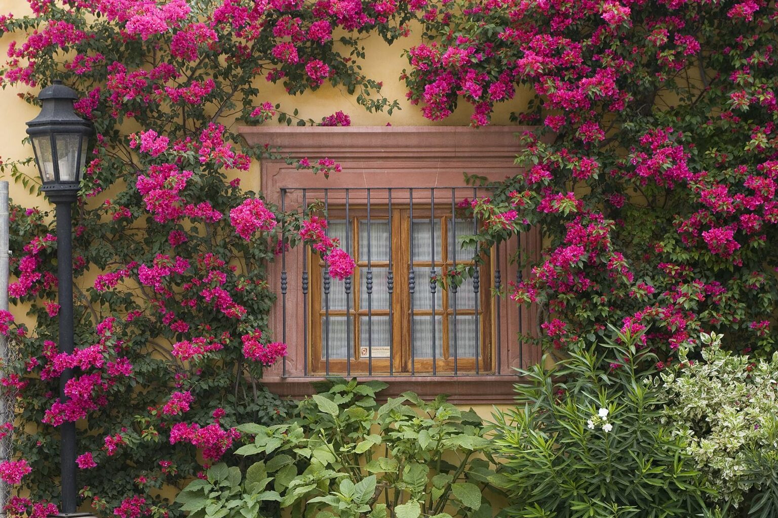 Bougainvillea grows around a window in SAN MIGUEL DE ALLENDE - MEXICO