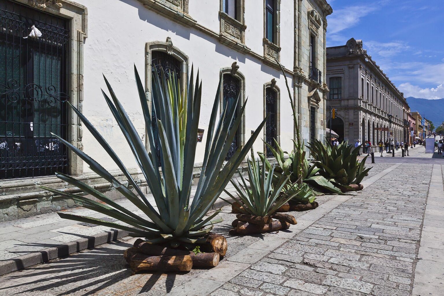 AGAVE CACTUS on display during the GUELAGUETZA FESTIVAL held each year in July - OAXACA, MEXICO