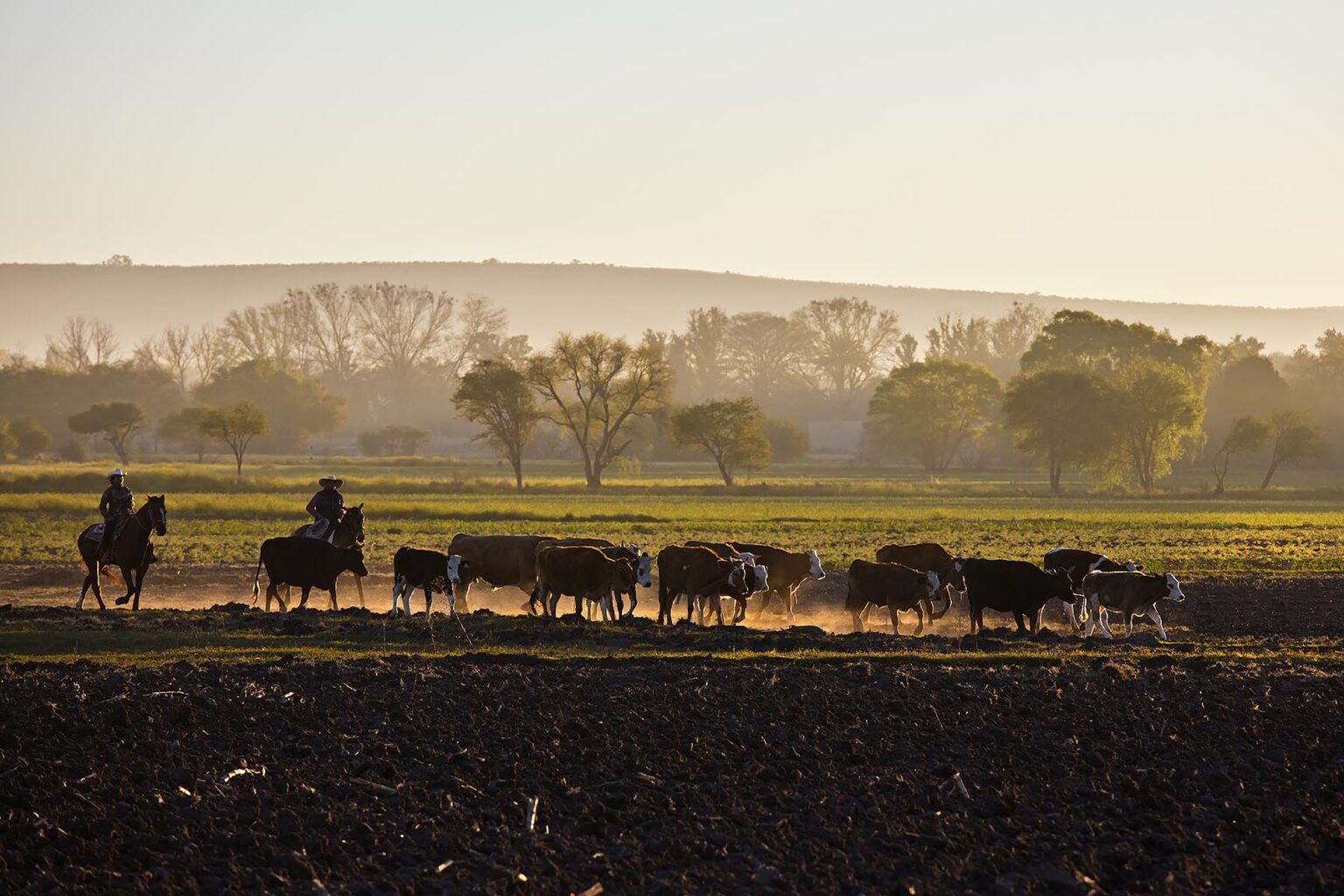 MEXICAN CABALLEROS herd cattle at day break - SAN MIGUEL DE ALLENDE, MEXICO
