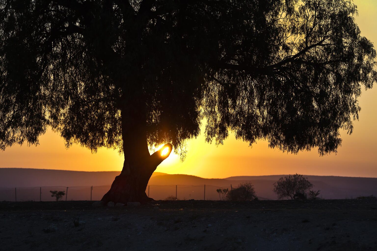 A sunset silhouettes a magnificent tree - MINERAL DE POZOS, MEXICO