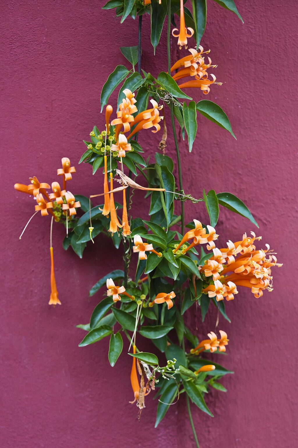 Tropical flowers are used to enhance homes - SAN MIGUEL DE ALLENDE, MEXICO