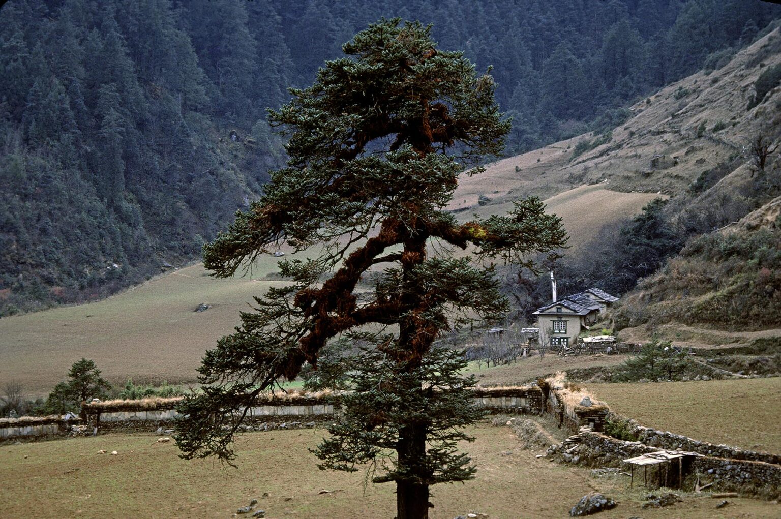 Giant tree and the SOLU VALLEY  NEPAL