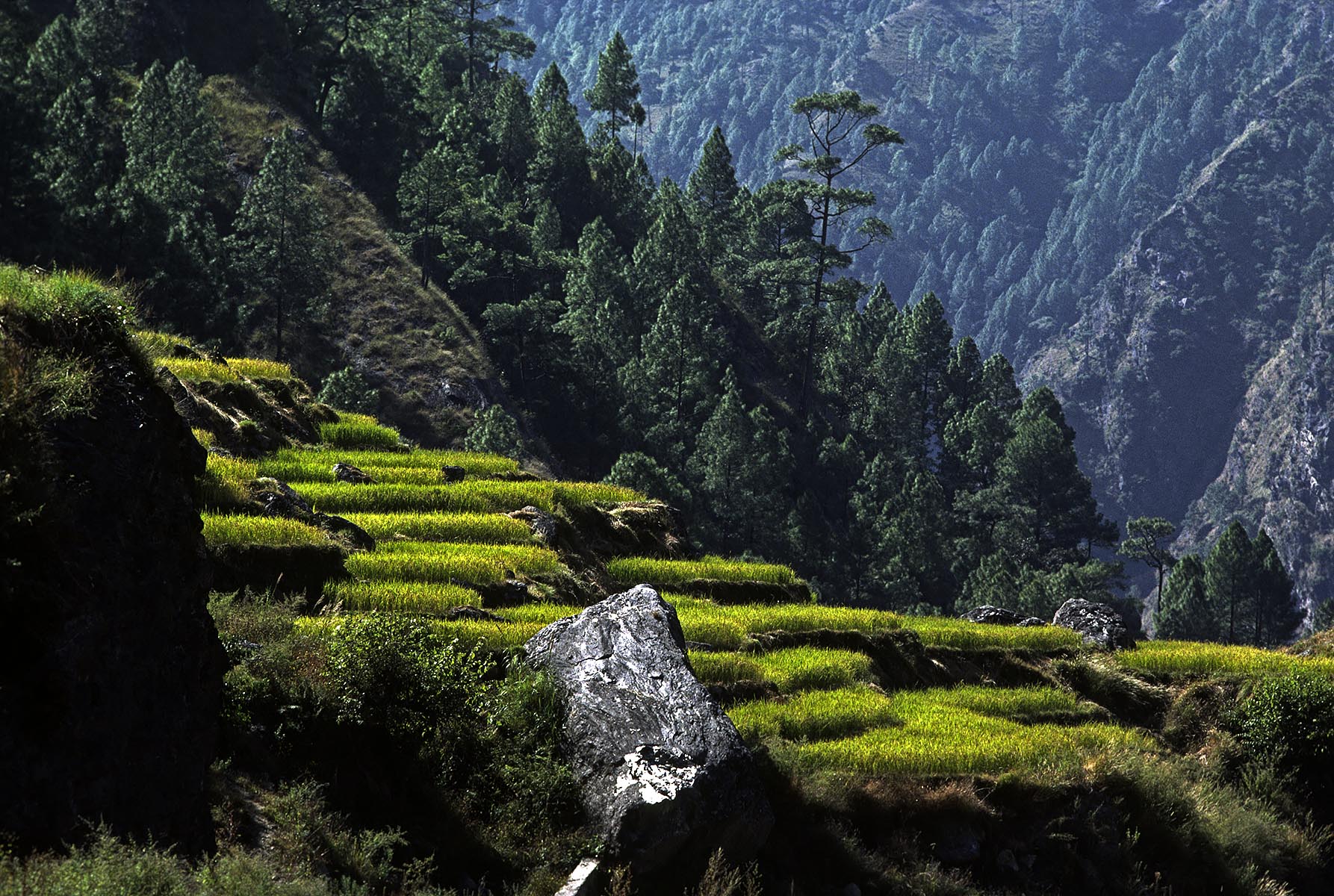 TERRACED RICE FIELDS in the middle hills on route to the GANESH HIMAL - NEPAL HIMALAYA