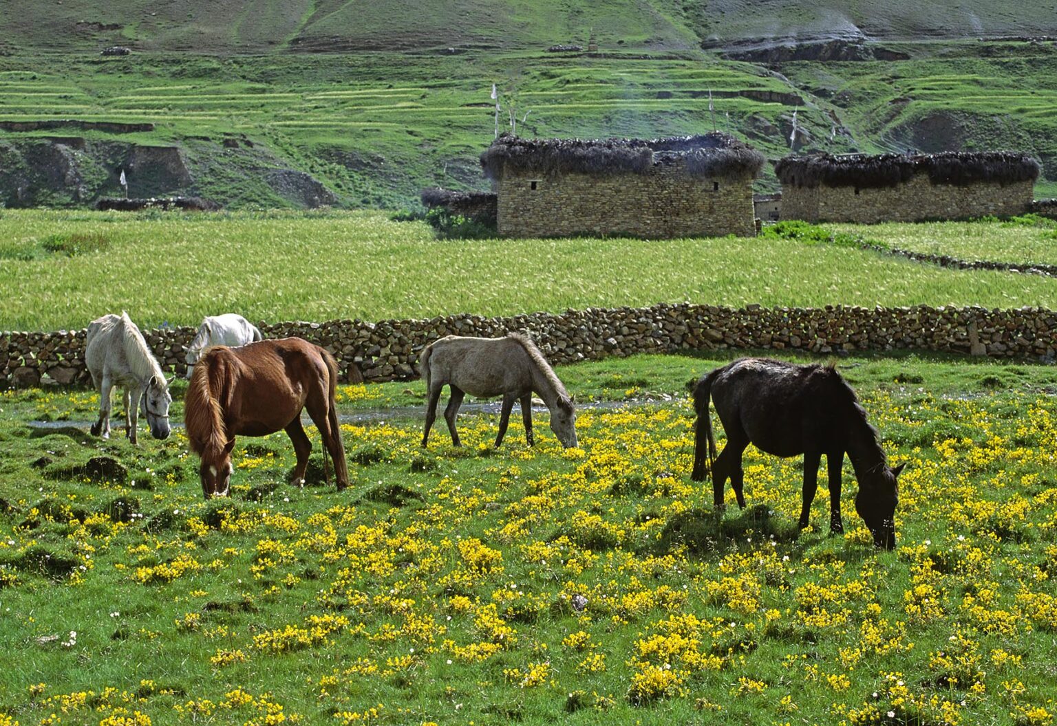 HORSES GRAZE in fields filled with wildflowers next to a stream and BARLEY FIELDS in the DO TARAP VALLEY - DOLPO DISTRICT, NEPAL
