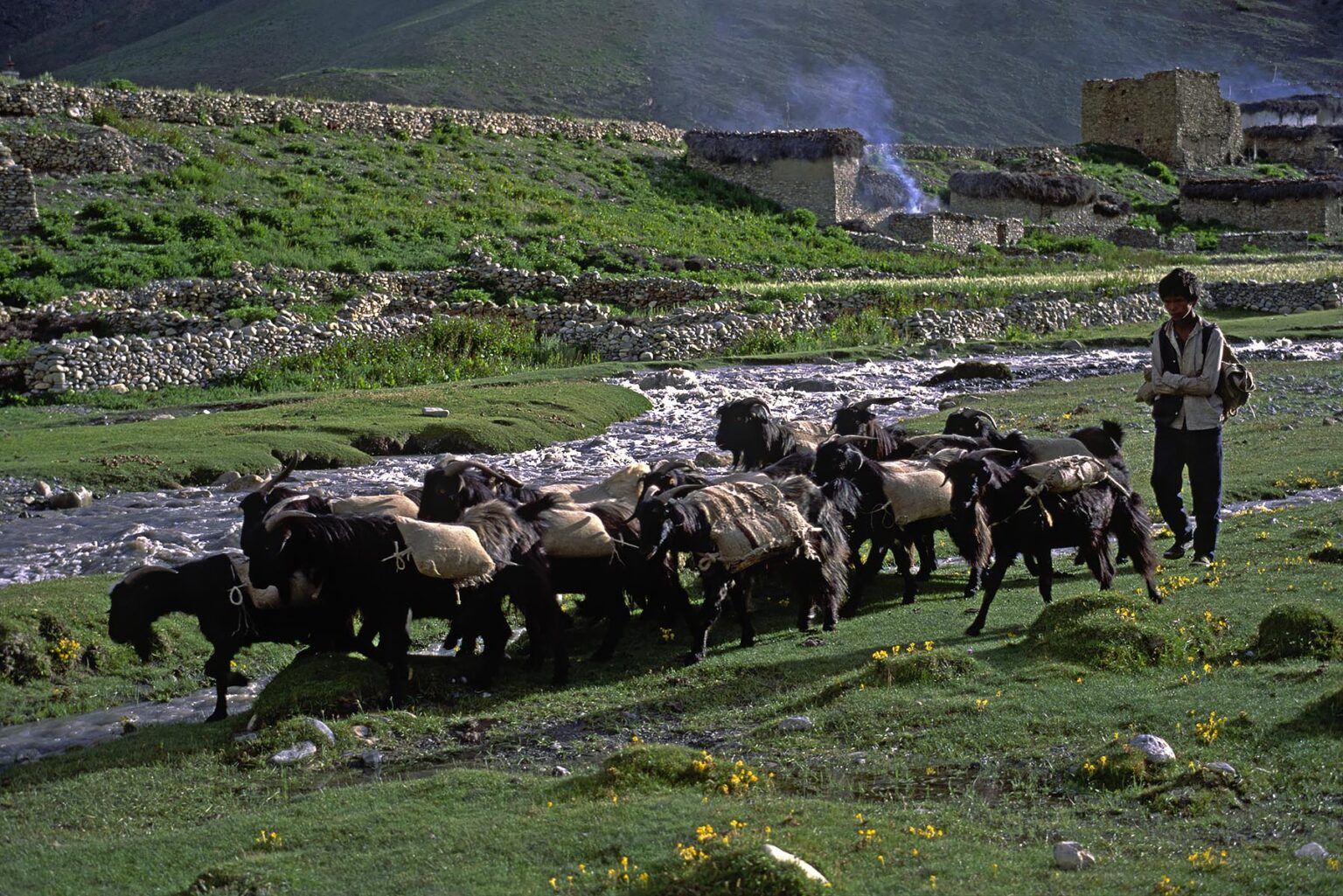 A DOLPO BOY herds GOATS carrying cargo past the TARAP RIVER and DO VILLAGE in the DO TARAP VALLEY - DOLPO DISTRICT, NEPAL