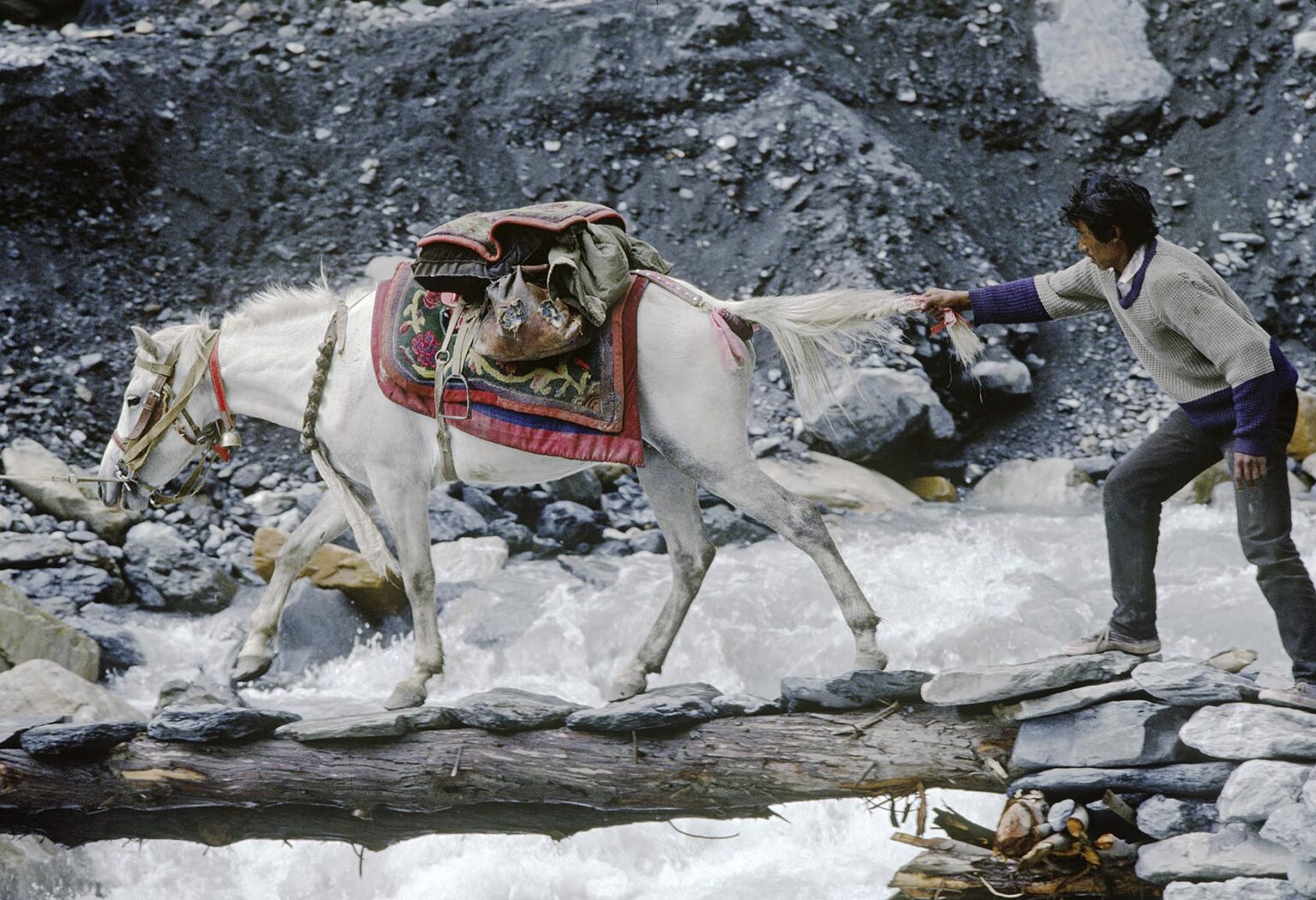 A HORSE wearing a Tibetan SADDLE BLANKET walks across a small LOG BRIDGE on the CHALUNG RIVER - DOLPO, NEPAL