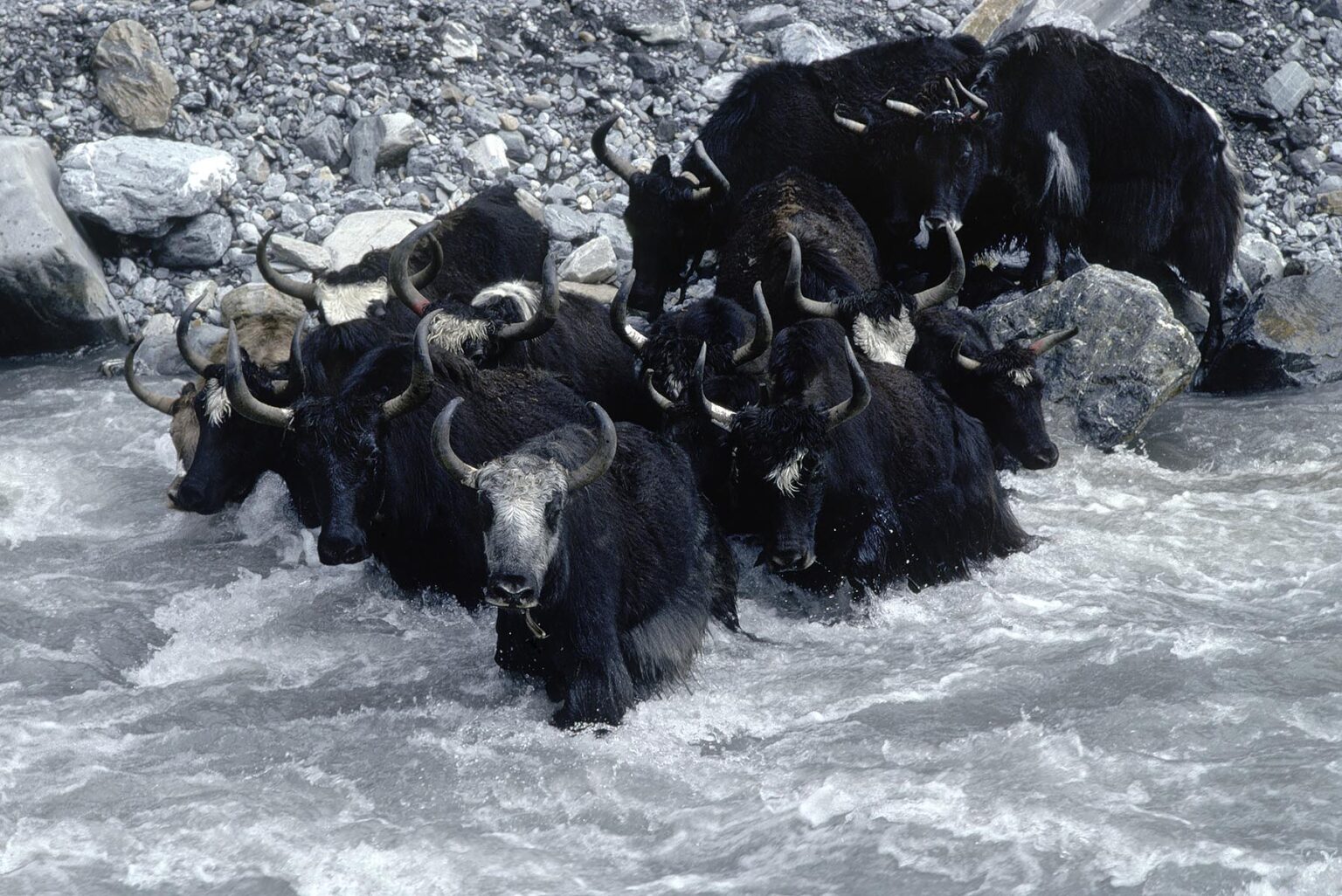 YAKS CROSS the CHALUNG RIVER by wading and swimming - DOLPO DISTRICT, NEPAL