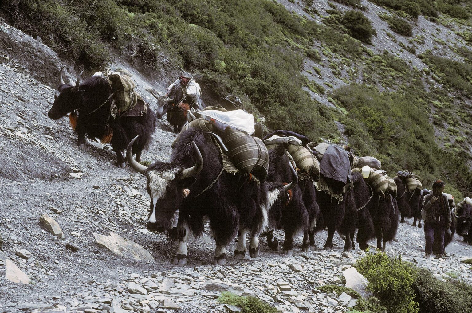 NOMADIC YAK HERDERS guide a YAK CARAVAN laden with cargo up a Himalayan Valley - DOLPO, NEPAL