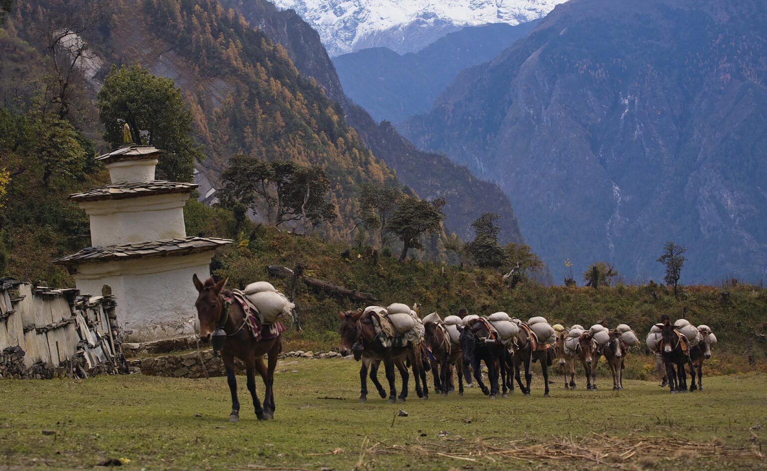 MULES haul supplies to a remote TIBETAN BUDDHIST MONASTERY - NEPAL