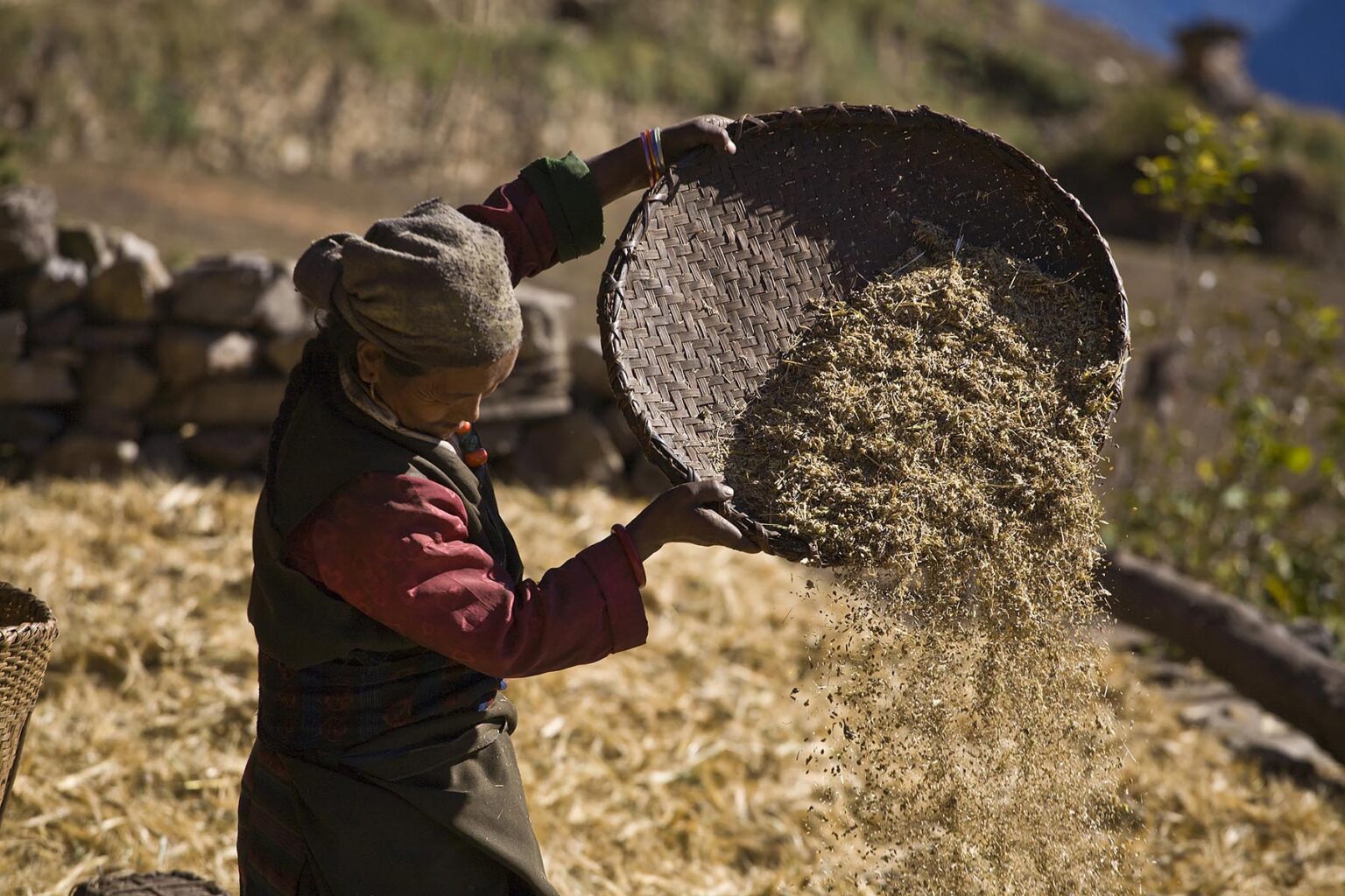 A VILLAGE WOMAN threshing wheat in the village of CHHAK - AROUND MANASLU TREK, NEPAL