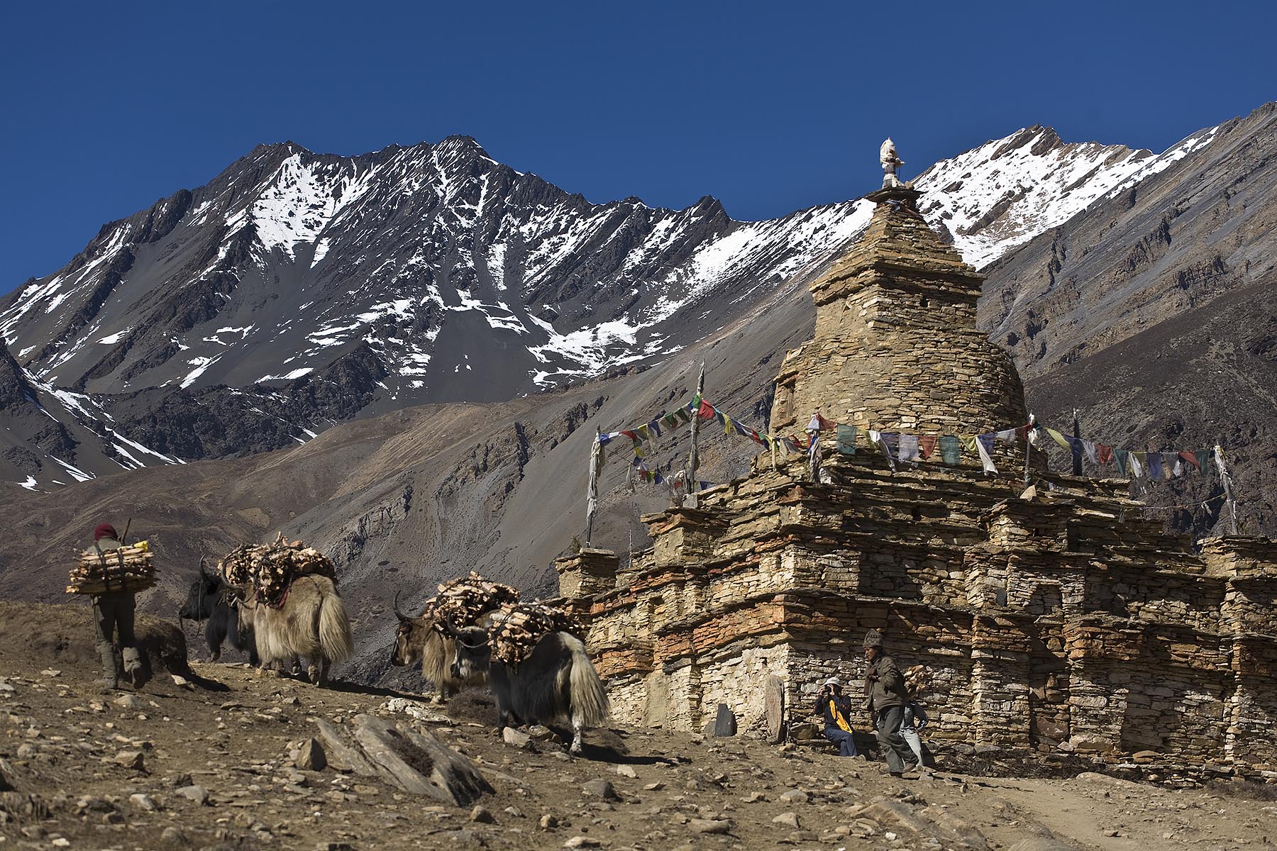TIBETAN villagers from NAR haul firewood with their YAKS past a STUPA - NAR PHU TREK, ANNAPURNA CONSERVATION AREA, NEPAL