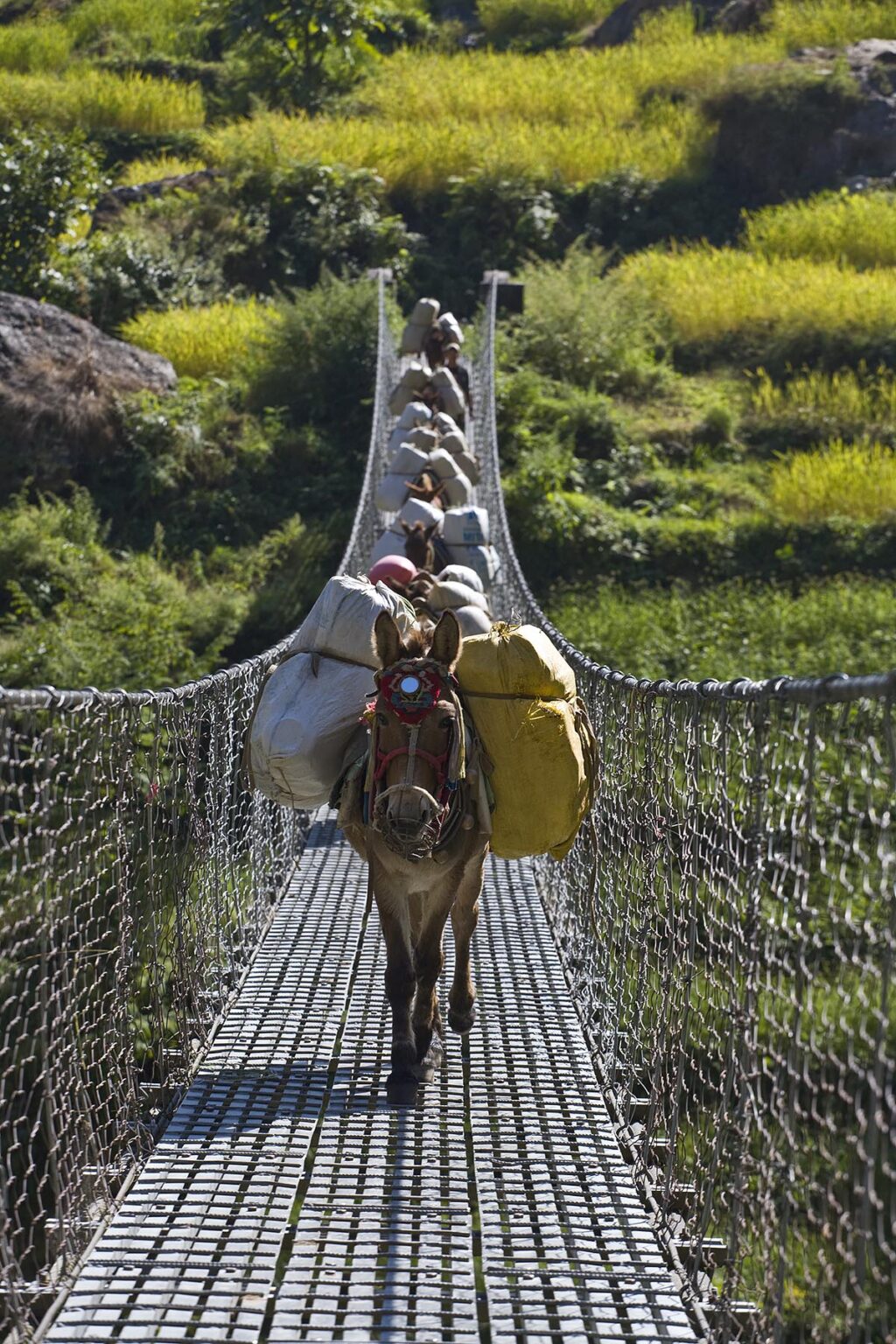 MULES cross the Budhi Gandaki River on a footbridge with RICE TERRACES on the far side - AROUND MANASLU TREK, NEPAL