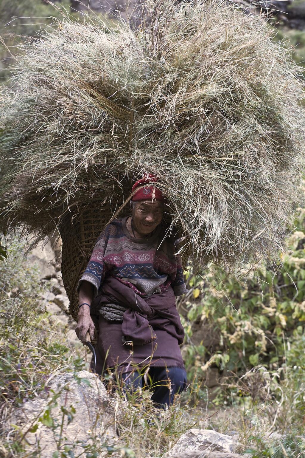 GRASS is harvest for livestock in the village of BIHI - AROUND MANASLU TREK, NEPAL