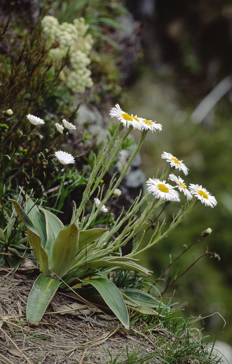 A CELMISIA DAISY grows along the trail of the ROUTEBURN TRACK - MT ASPIRING NATIONAL PARK - SOUTHLAND NEW ZEALAND